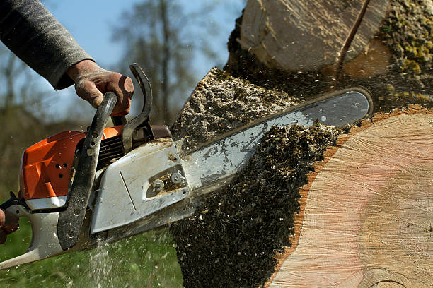 Best Dead Tree Removal  in USA